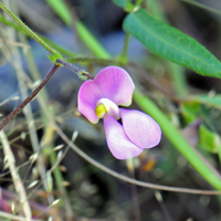 Slimjim Bean or Desert Bean; Flowers range from pink to purple to lavendar. Phaseolus filiformis